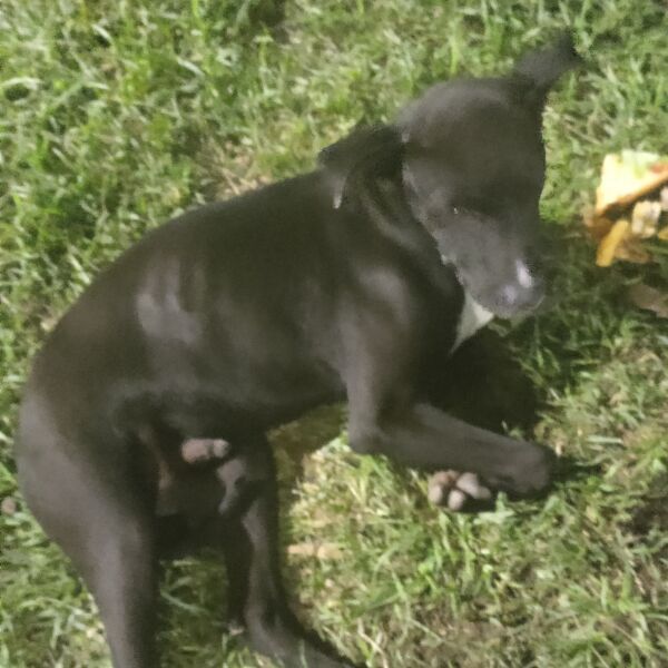 cartel de perro perdido