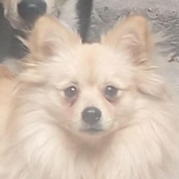 cartel de perro perdido