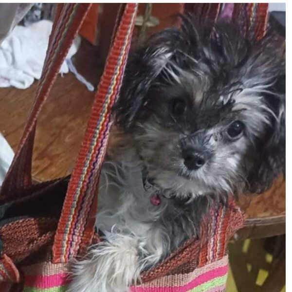 cartel de perro perdido