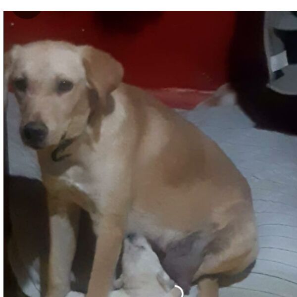 cartel de perro perdido