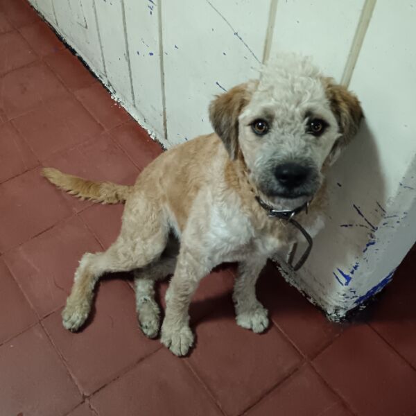 cartel de perro perdido