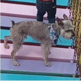 cartel de perro perdido