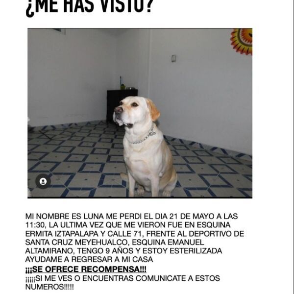 cartel de perro perdido