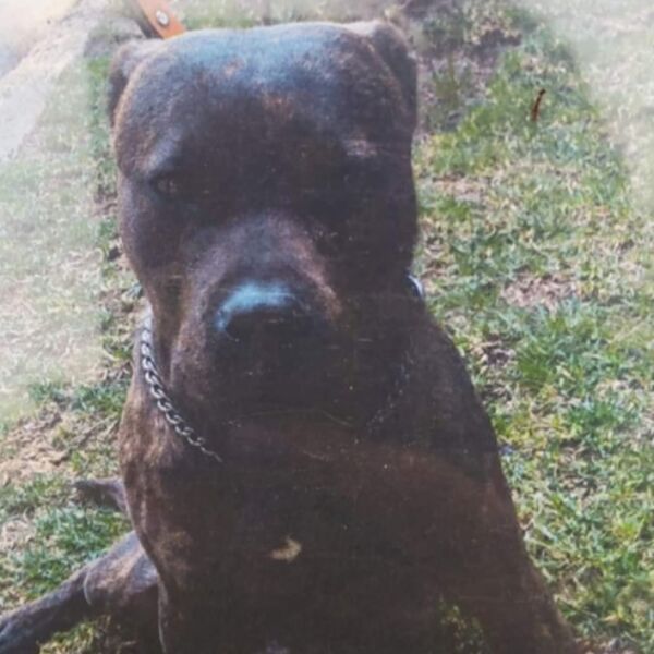 cartel de perro perdido