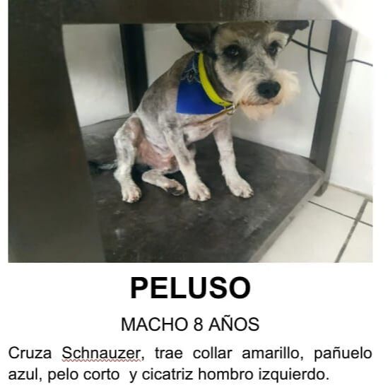 cartel de perro perdido