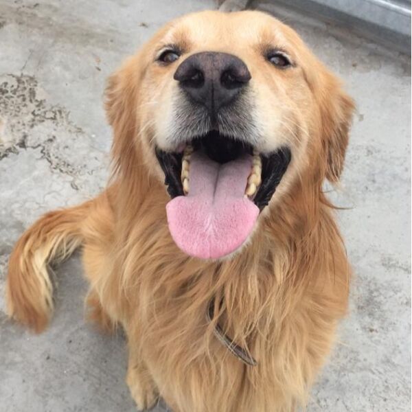 cartel de perro perdido