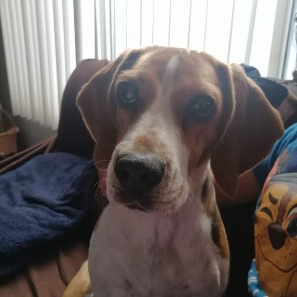 cartel de perro perdido