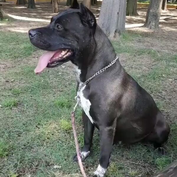 cartel de perro perdido