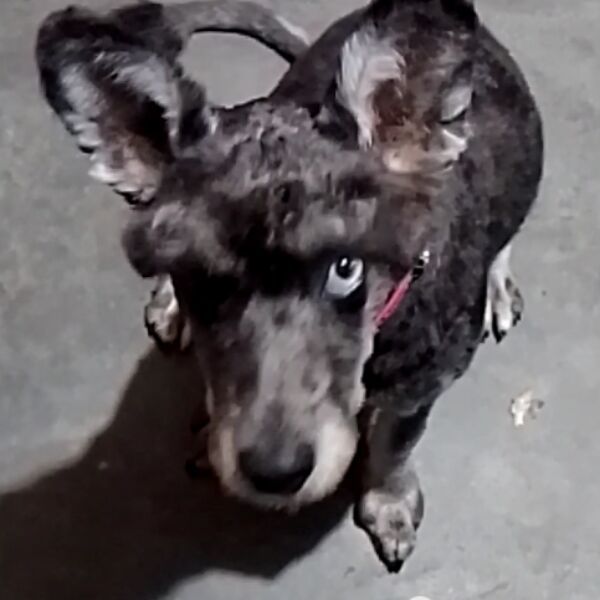 cartel de perro perdido