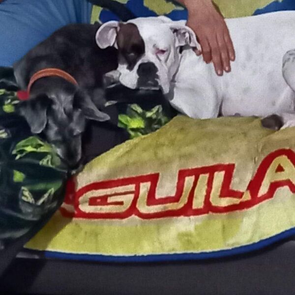 cartel de perro perdido