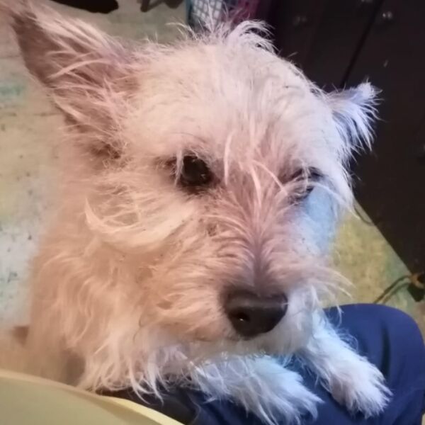 cartel de perro perdido