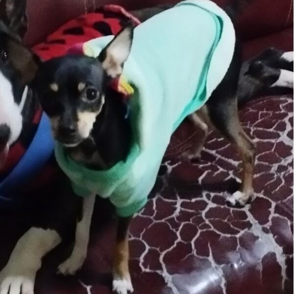 cartel de perro perdido