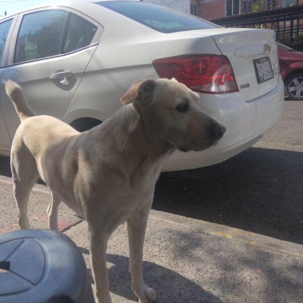 cartel de perro perdido