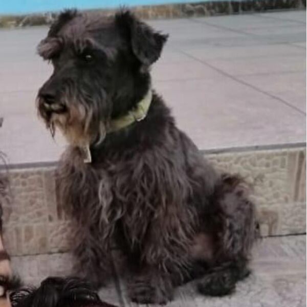 cartel de perro perdido