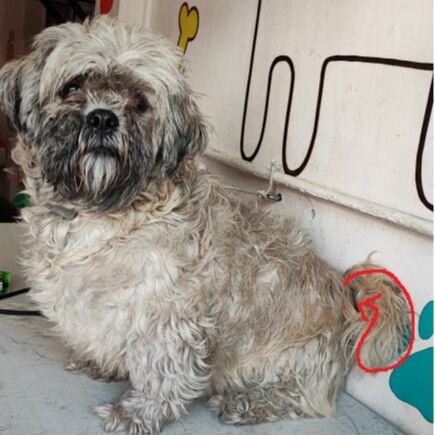 cartel de perro perdido