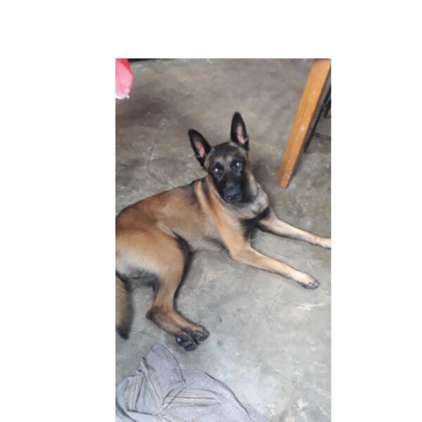 cartel de perro perdido