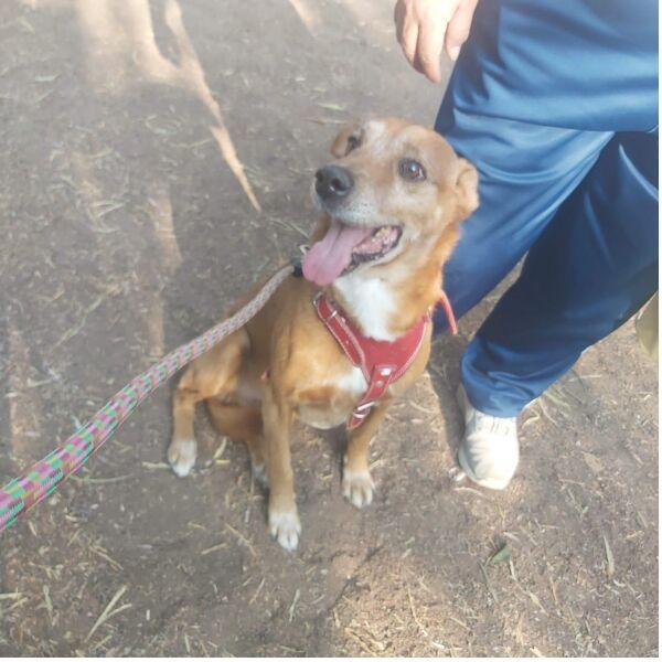 cartel de perro perdido