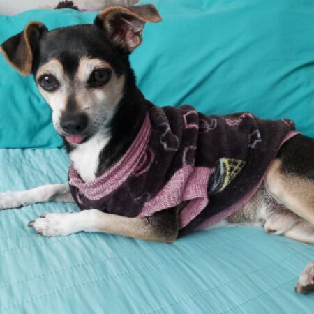 cartel de perro perdido