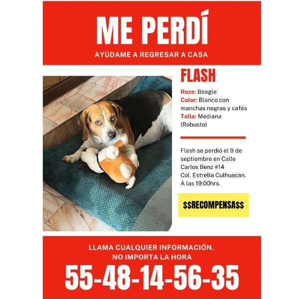 cartel de perro perdido