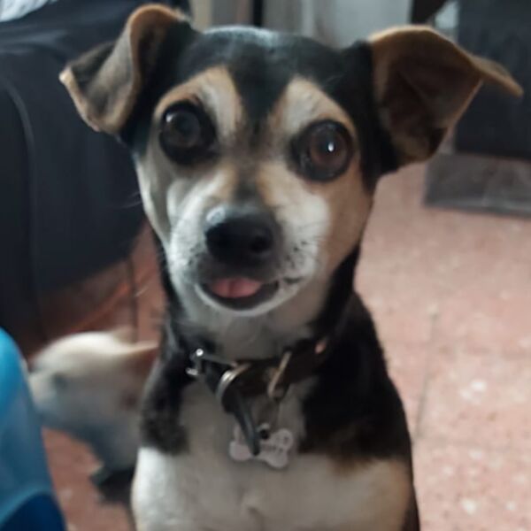 cartel de perro perdido