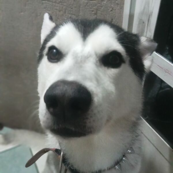 cartel de perro perdido