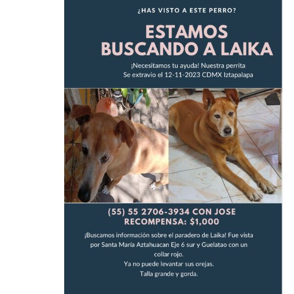 cartel de perro perdido