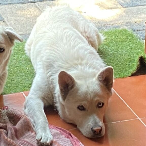 cartel de perro perdido