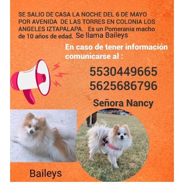 cartel de perro perdido