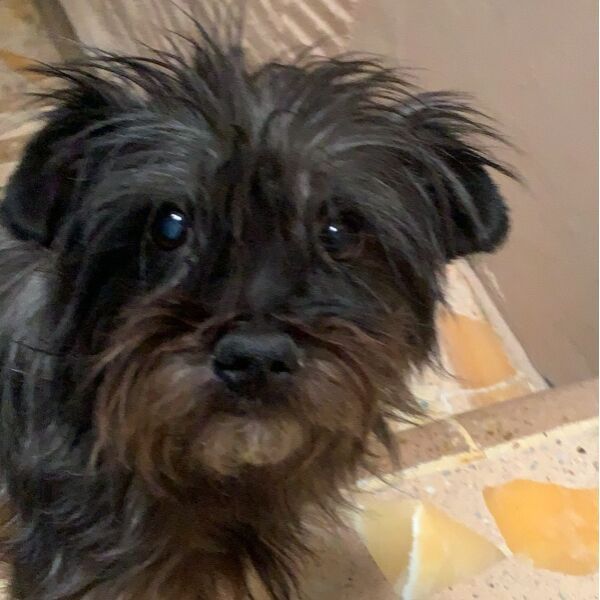 cartel de perro perdido