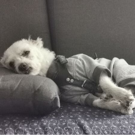 cartel de perro perdido