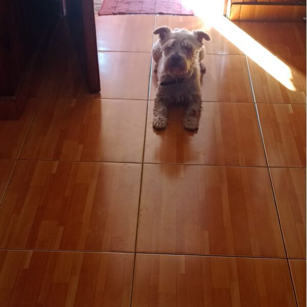 cartel de perro perdido