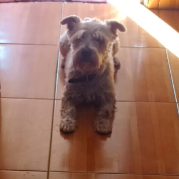 cartel de perro perdido