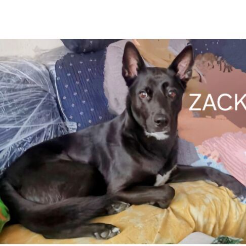 cartel de perro perdido