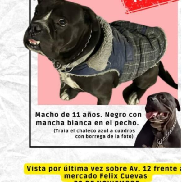 cartel de perro perdido