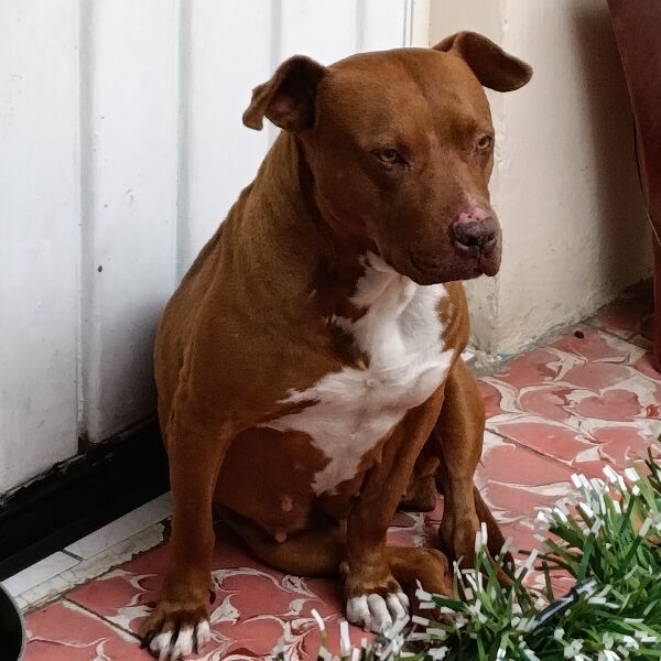 cartel de perro perdido