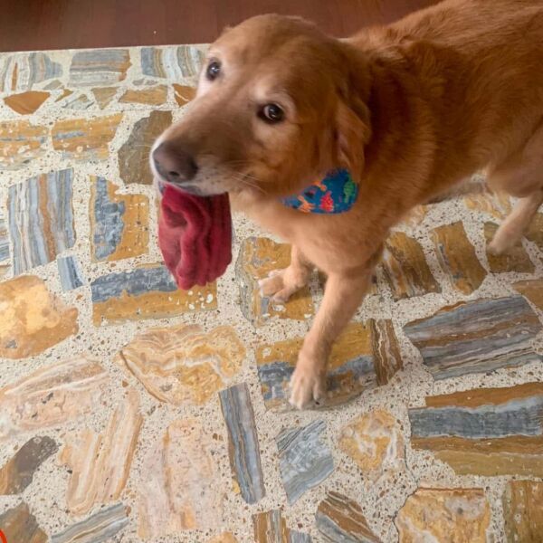 cartel de perro perdido