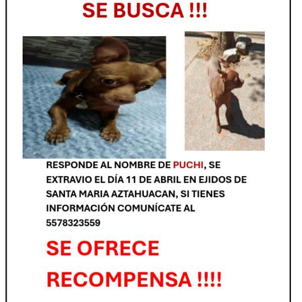 cartel de perro perdido