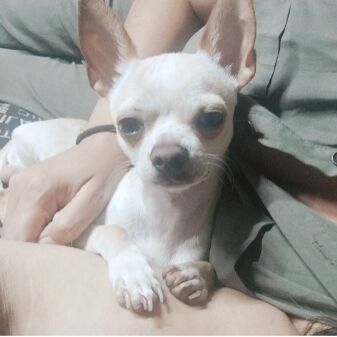 cartel de perro perdido