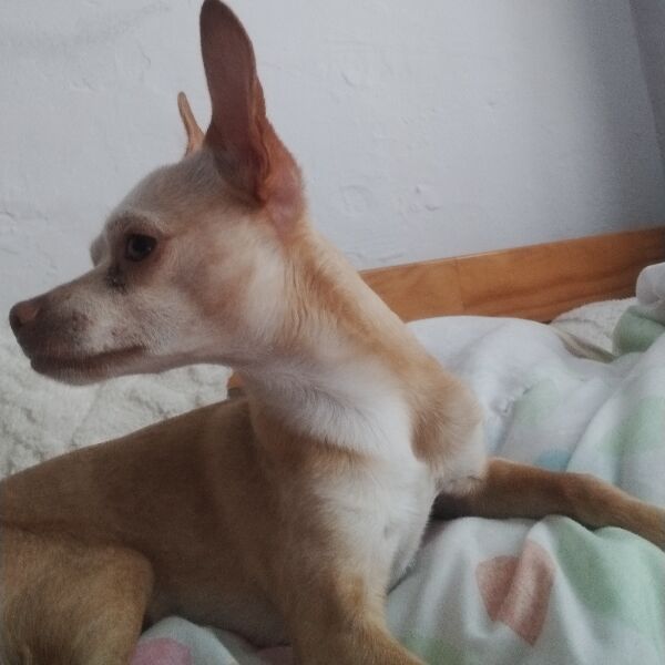 cartel de perro perdido