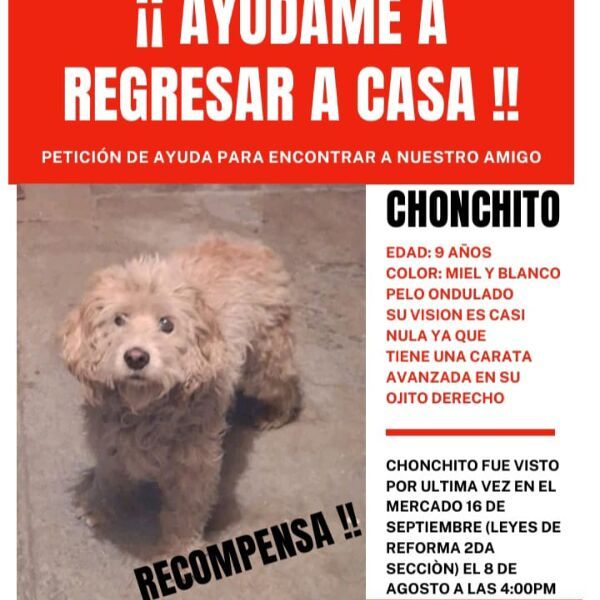 cartel de perro perdido