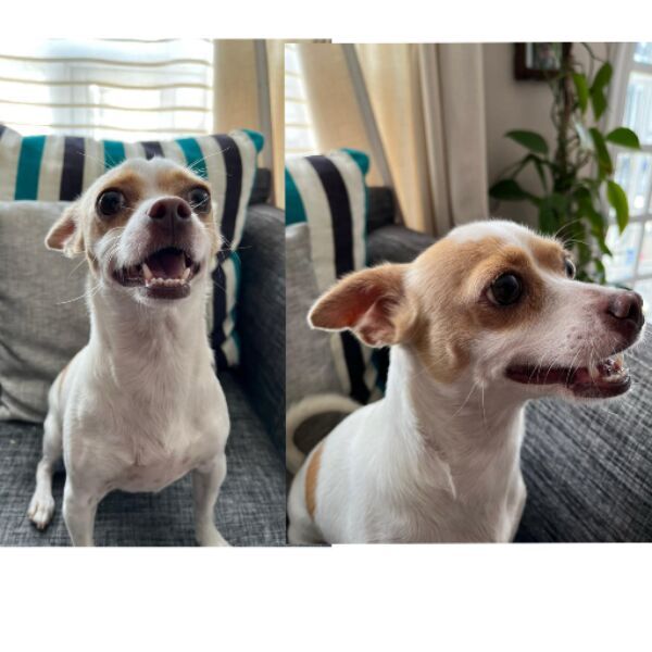 cartel de perro perdido