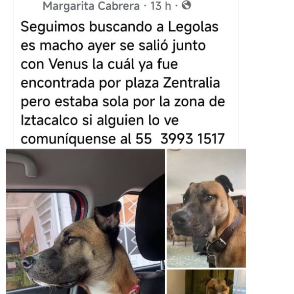 cartel de perro perdido