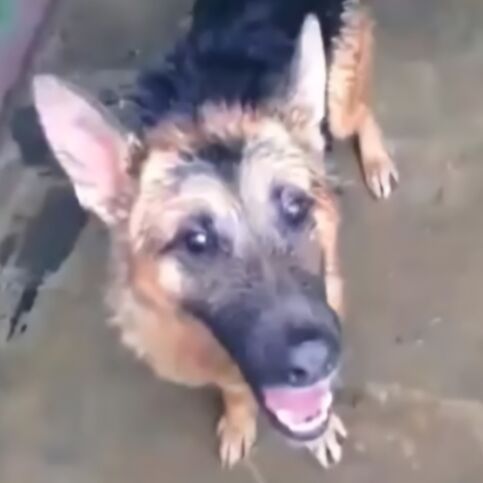 cartel de perro perdido