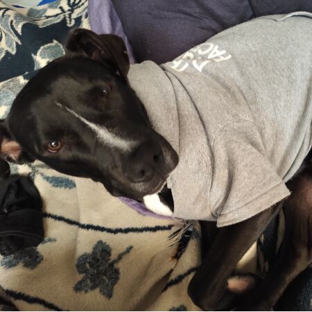 cartel de perro perdido