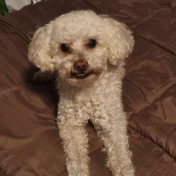 cartel de perro perdido