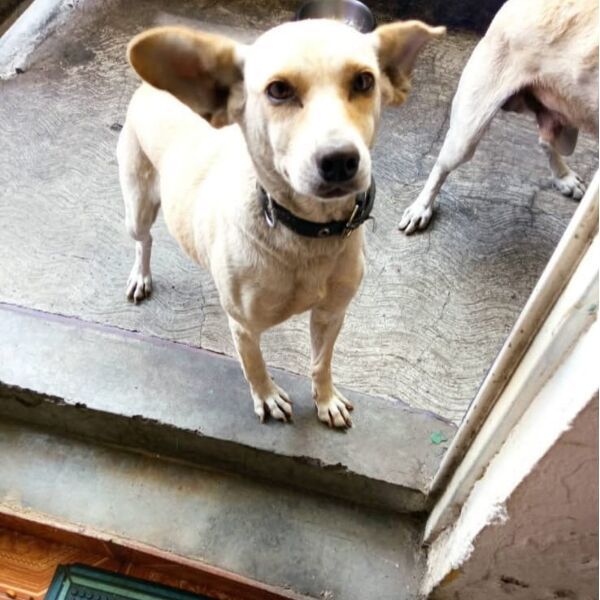 cartel de perro perdido