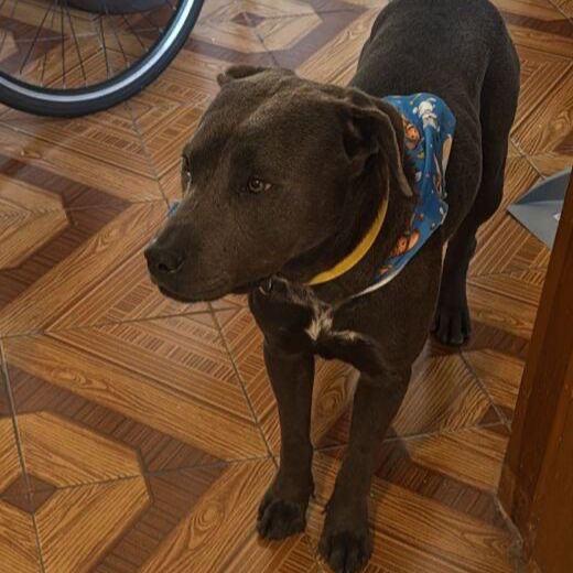 cartel de perro perdido