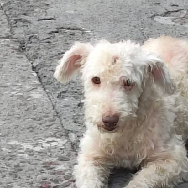cartel de perro perdido