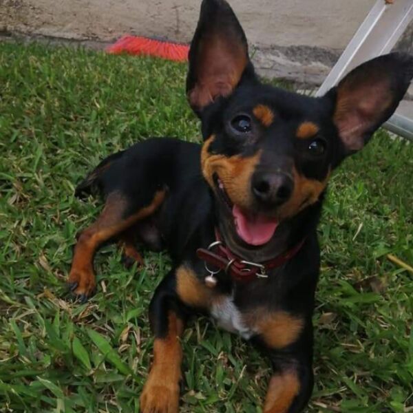 cartel de perro perdido