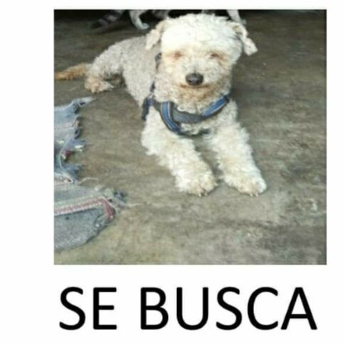 cartel de perro perdido